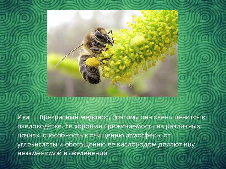 Ива — прекрасный медонос, поэтому она очень ценится в пчеловодстве. Ее хорошая приживаемость на