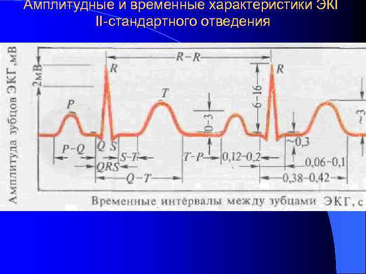 Амплитудные и временные характеристики ЭКГ II-стандартного отведения 
