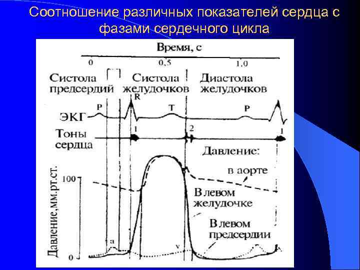 Соотношение различных показателей сердца с фазами сердечного цикла 