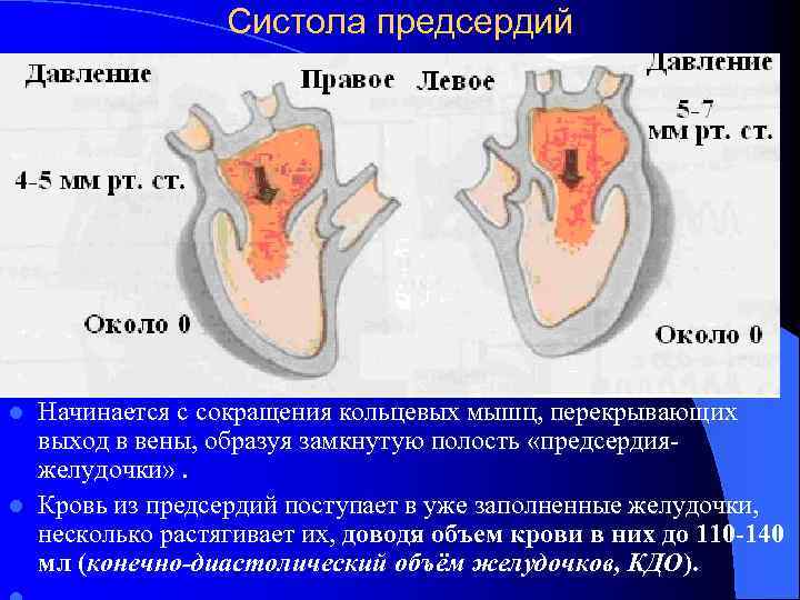 Систола предсердий Начинается с сокращения кольцевых мышц, перекрывающих выход в вены, образуя замкнутую полость