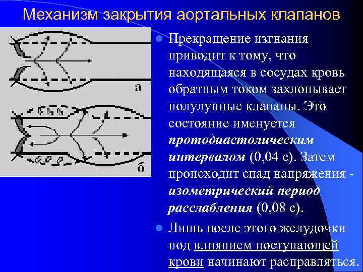 Механизм закрытия аортальных клапанов Прекращение изгнания приводит к тому, что находящаяся в сосудах кровь