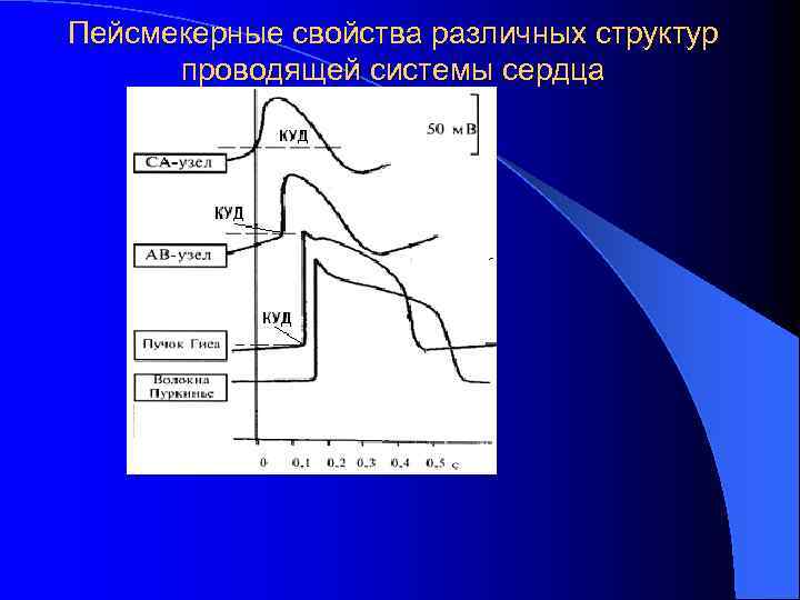 Пейсмекерные свойства различных структур проводящей системы сердца 