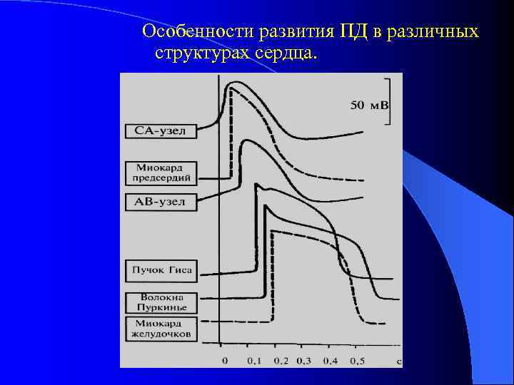 Особенности развития ПД в различных структурах сердца. 