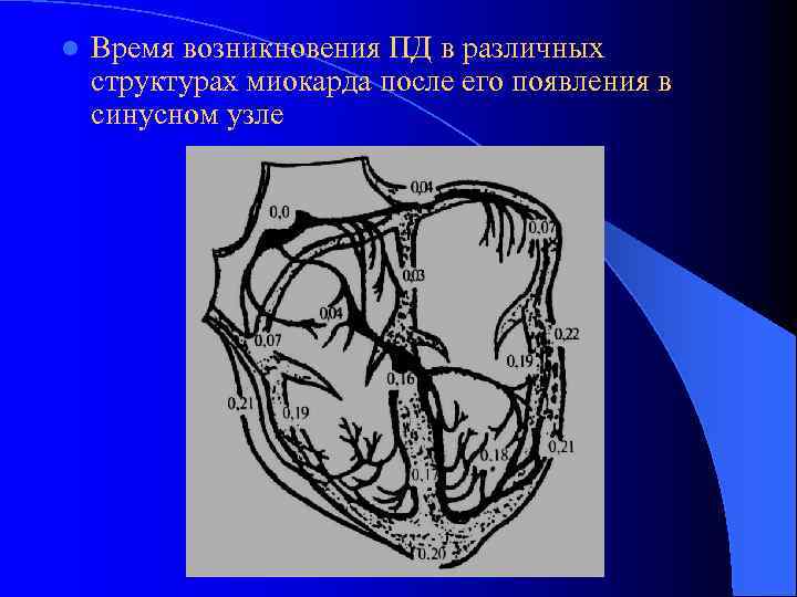 l Время возникновения ПД в различных структурах миокарда после его появления в синусном узле