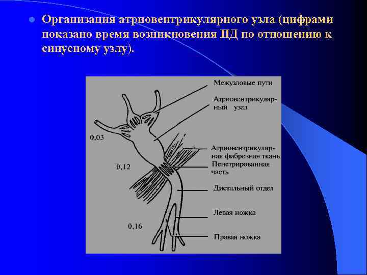 l Организация атриовентрикулярного узла (цифрами показано время возникновения ПД по отношению к синусному узлу).