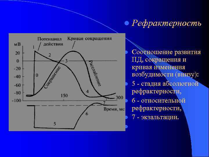 l Рефрактерность l l l Соотношение развития ПД, сокращения и кривая изменения возбудимости (внизу):