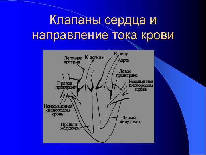 Клапаны сердца и направление тока крови l . 