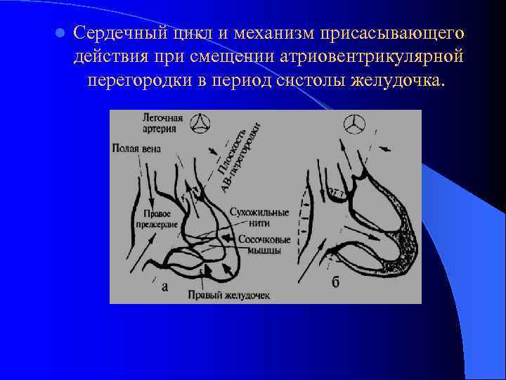 l Сердечный цикл и механизм присасывающего действия при смещении атриовентрикулярной перегородки в период систолы