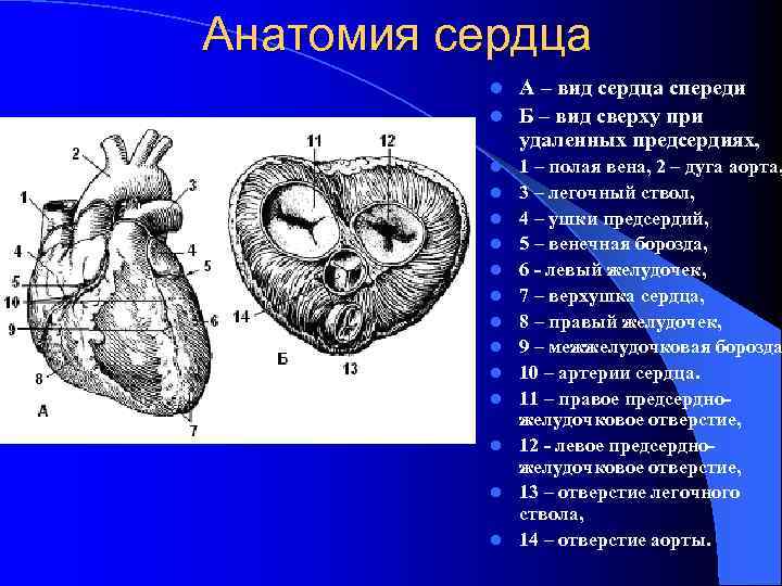 Анатомия сердца А – вид сердца спереди l Б – вид сверху при удаленных