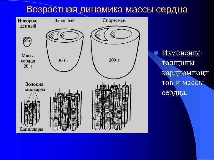 Возрастная динамика массы сердца l Изменение толщины кардиомиоци тов и массы сердца. 