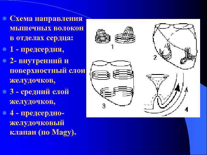 l l l Схема направления мышечных волокон в отделах сердца: 1 - предсердия, 2