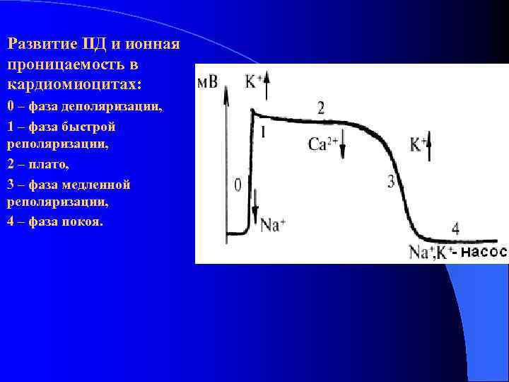 Развитие ПД и ионная проницаемость в кардиомиоцитах: 0 – фаза деполяризации, 1 – фаза