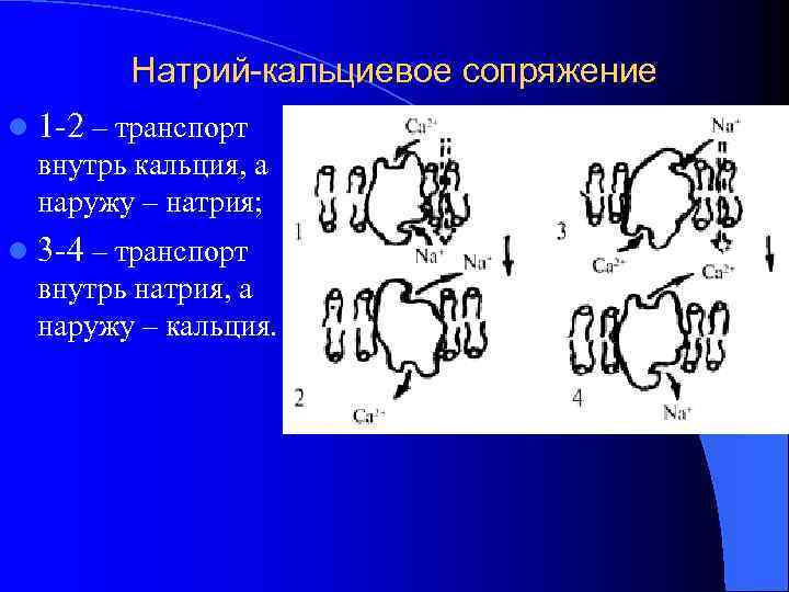 Натрий-кальциевое сопряжение l 1 -2 – транспорт внутрь кальция, а наружу – натрия; l