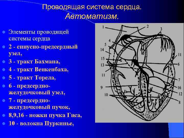 Проводящая система сердца. Автоматизм. l l l l l Элементы проводящей системы сердца 2