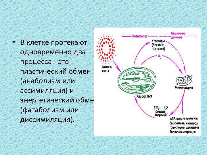  • В клетке протекают одновременно два процесса - это пластический обмен (анаболизм или