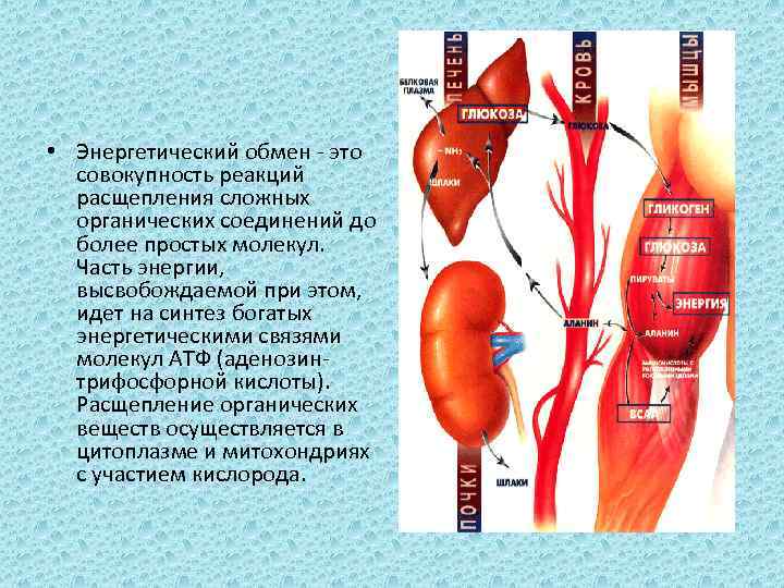  • Энергетический обмен - это совокупность реакций расщепления сложных органических соединений до более