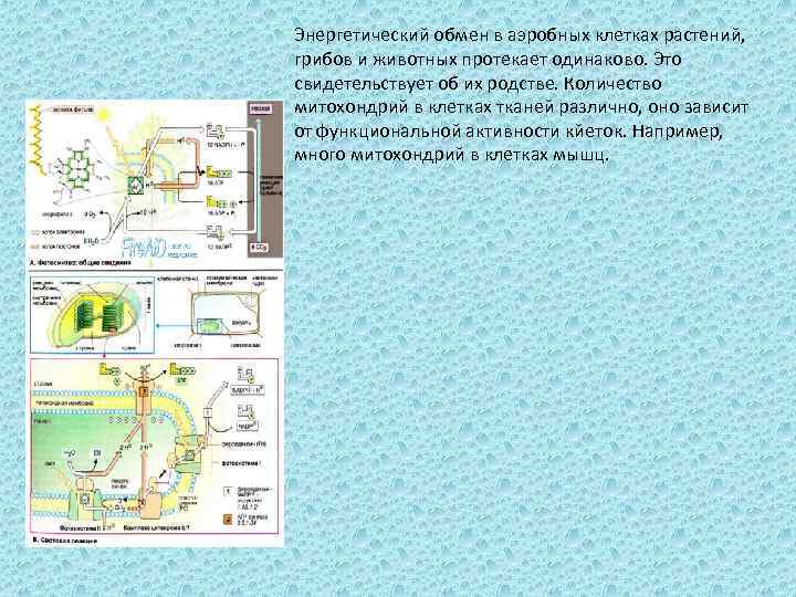 Энергетический обмен в аэробных клетках растений, грибов и животных протекает одинаково. Это свидетельствует об