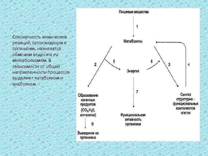 Совокупность химических реакций, происходящих в организме, называется обменом веществ ли метаболизмом. В зависимости от