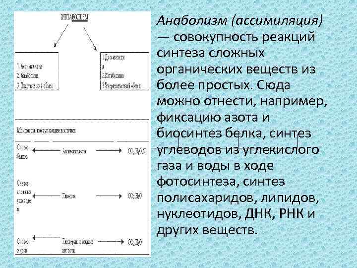  • Анаболизм (ассимиляция) — совокупность реакций синтеза сложных органических веществ из более простых.