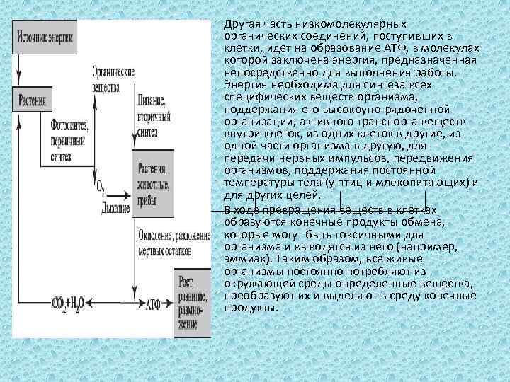  • • Другая часть низкомолекулярных органических соединений, поступивших в клетки, идет на образование