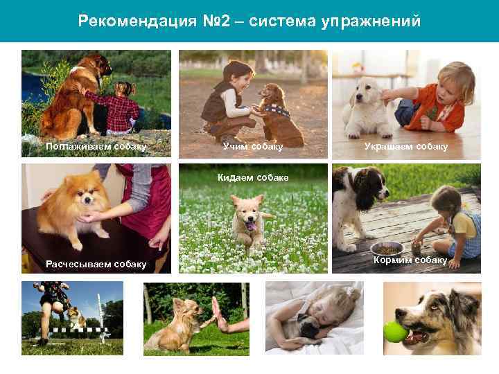 Рекомендация № 2 – система упражнений Поглаживаем собаку Учим собаку Украшаем собаку Кидаем собаке