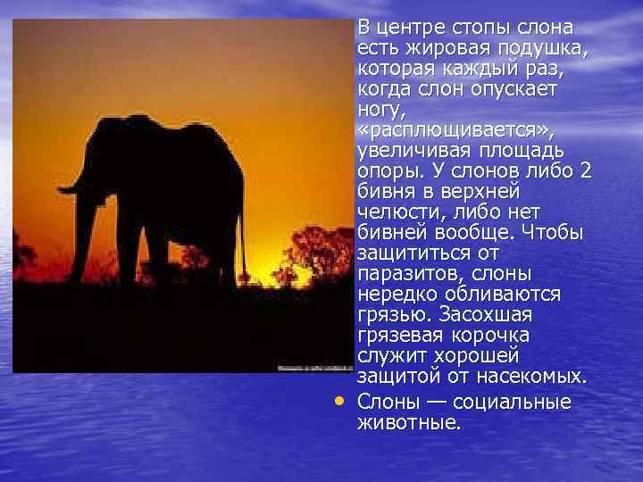  • В центре стопы слона • есть жировая подушка, которая каждый раз, когда