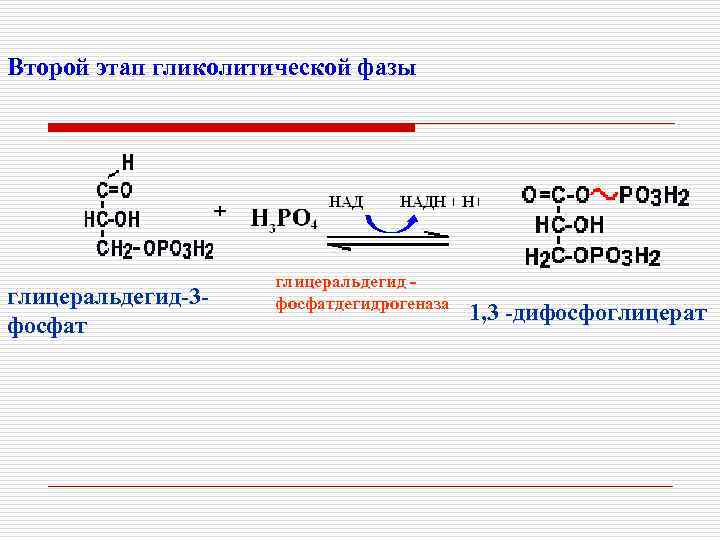Второй этап гликолитической фазы глицеральдегид-3 фосфат глицеральдегид фосфатдегидрогеназа 1, 3 -дифосфоглицерат 