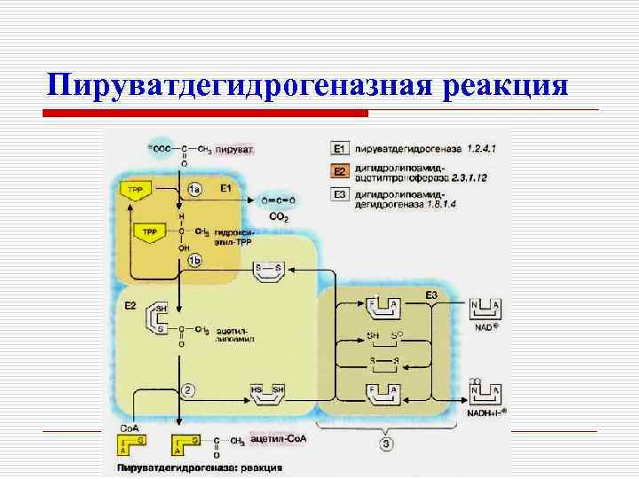 Пируватдегидрогеназная реакция 