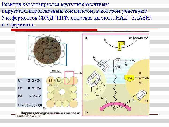 Реакция катализируется мультиферментным пируватдегидрогеназным комплексом, в котором участвуют 5 коферментов (ФАД, ТПФ, липоевая кислота,