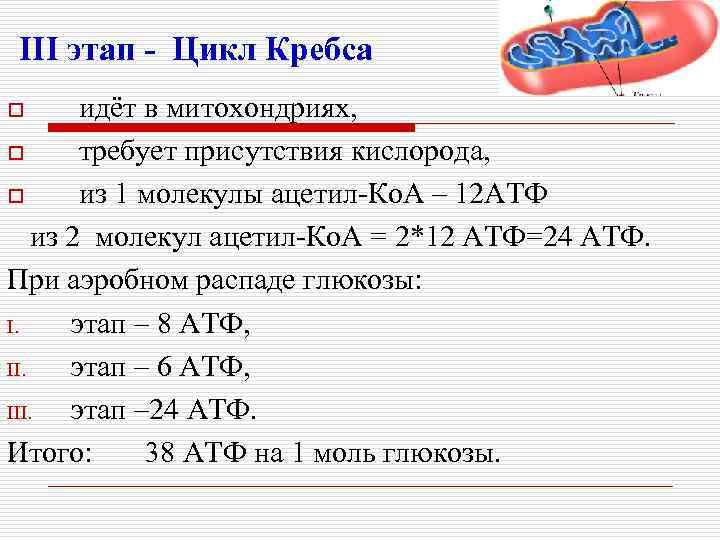 III этап - Цикл Кребса идёт в митохондриях, o требует присутствия кислорода, o из