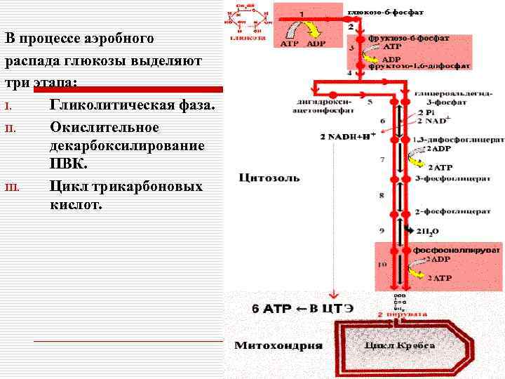 В процессе аэробного распада глюкозы выделяют три этапа: I. Гликолитическая фаза. II. Окислительное декарбоксилирование