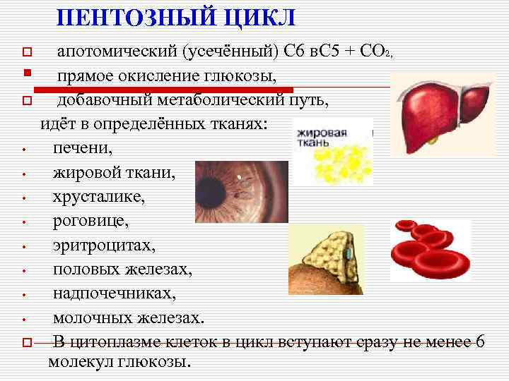 ПЕНТОЗНЫЙ ЦИКЛ o § o • • o апотомический (усечённый) С 6 в. С