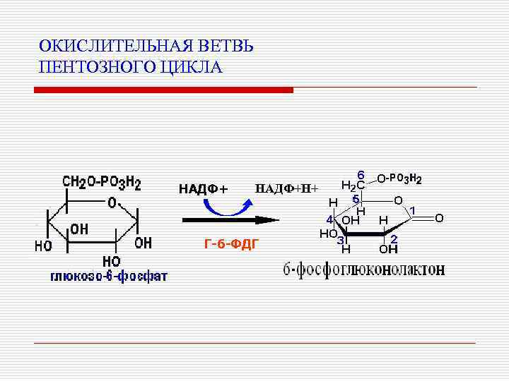 ОКИСЛИТЕЛЬНАЯ ВЕТВЬ ПЕНТОЗНОГО ЦИКЛА НАДФ+Н+ Г-6 -ФДГ 