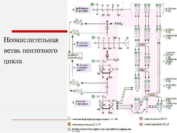 Неокислительная ветвь пентозного цикла 