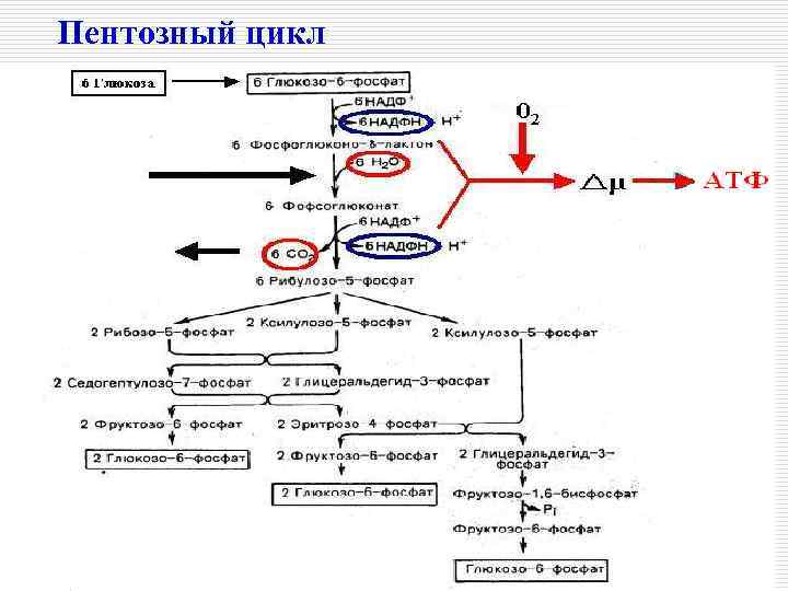 Пентозный цикл 