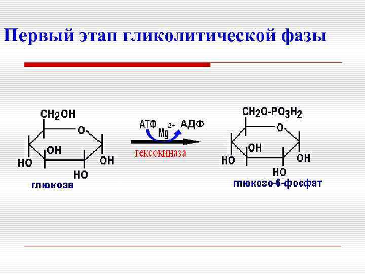 Первый этап гликолитической фазы 