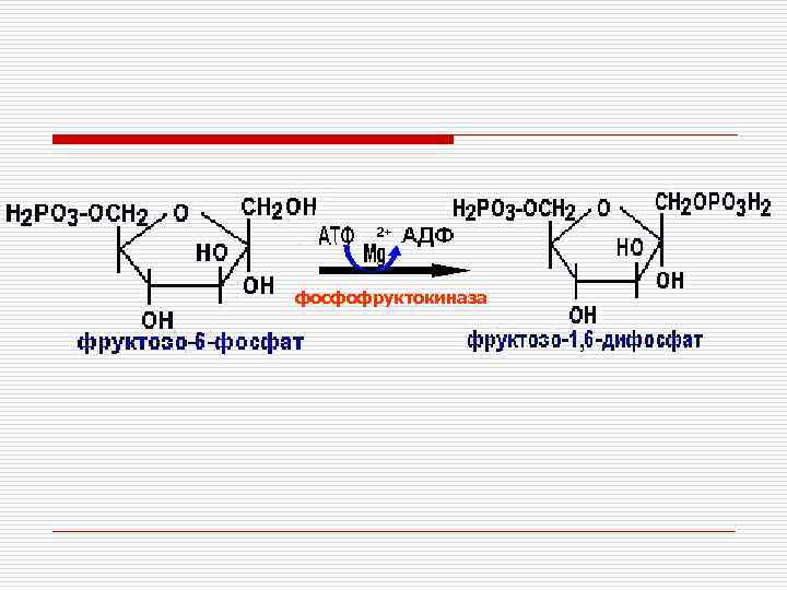 фосфофруктокиназа 