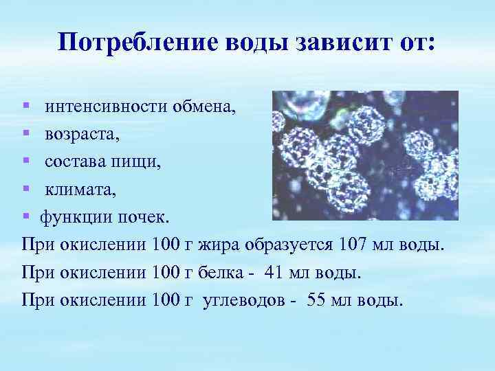 Потребление воды зависит от: § интенсивности обмена, § возраста, § состава пищи, § климата,