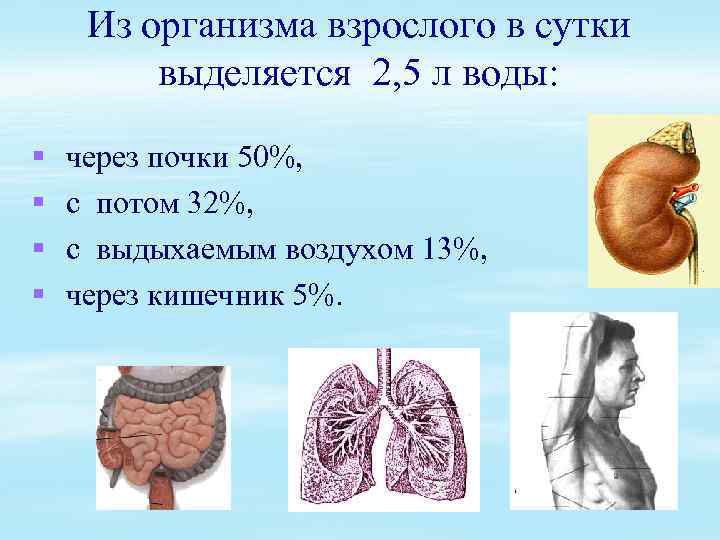 Из организма взрослого в сутки выделяется 2, 5 л воды: § § через почки