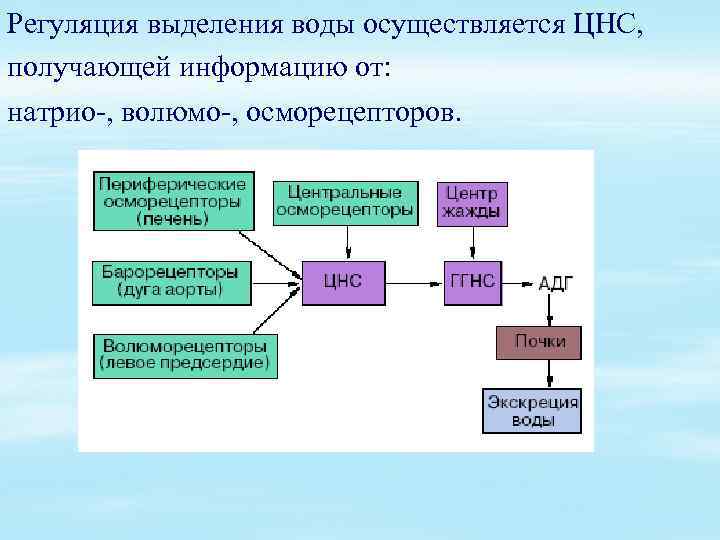 Обмен минеральных солей схема биология 8 класс