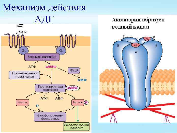 Обмен структура