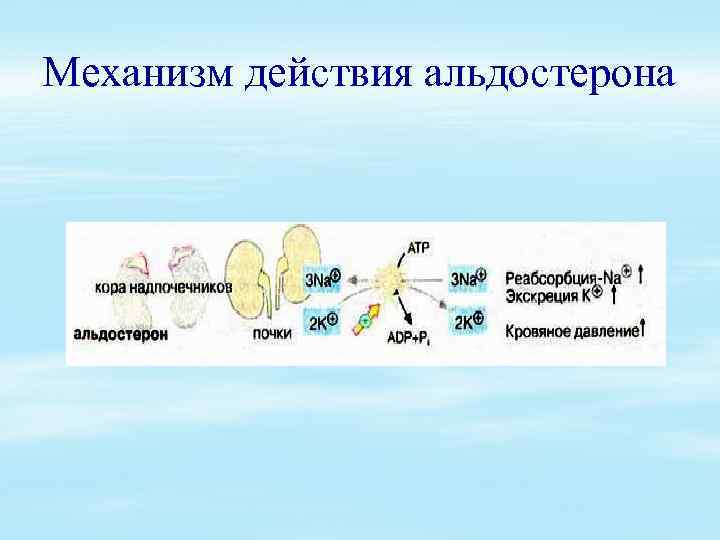 Механизм действия альдостерона 