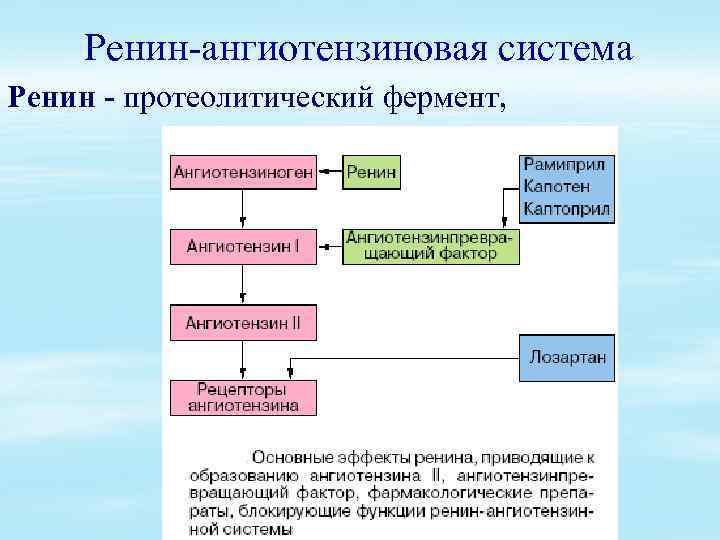 Структура обмена. Ренин роль в обмене воды и электролитов. Водный и минеральный обмен в горячих цехах. 6)Водный и минеральный обмен.. 28. Минеральный обмен..