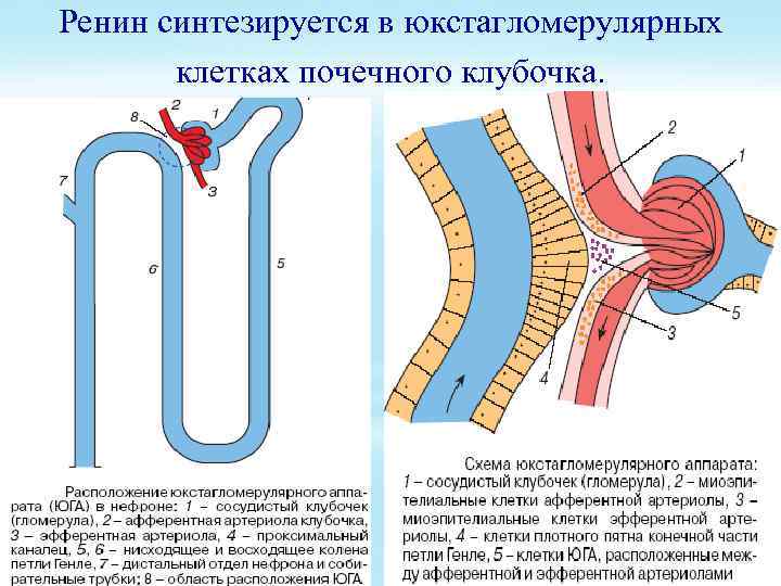 Ренин синтезируется в юкстагломерулярных клетках почечного клубочка. 