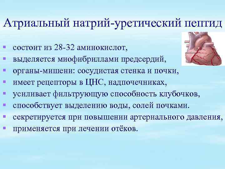 Атриальный натрий-уретический пептид § § § § состоит из 28 -32 аминокислот, выделяется миофибриллами