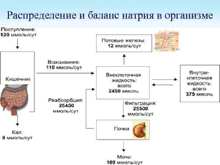 Обмен структура. Поступление, перераспределение и выведение воды. Натрий в организме человека схема. Натриевый баланс в организме. Обмен натрия в организме.