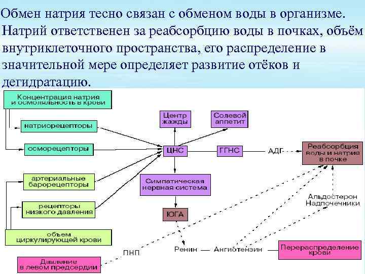 Обмен воды и минеральных веществ схема