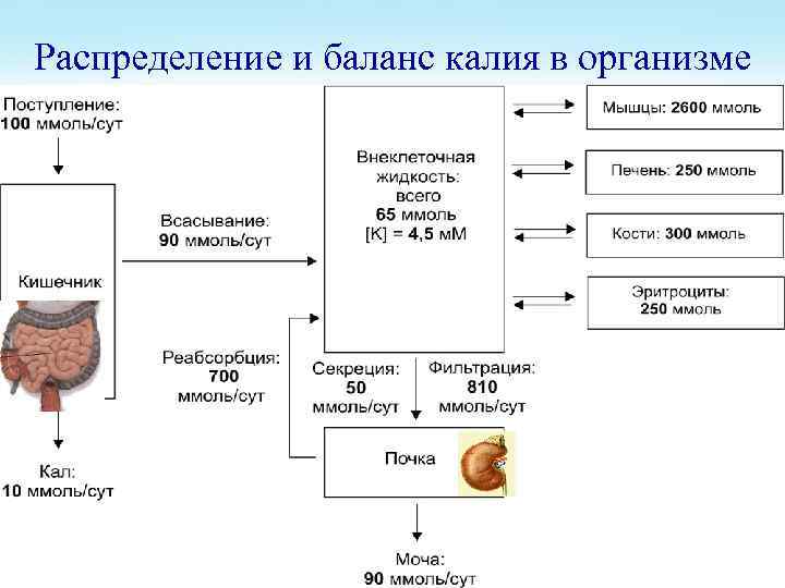 Обмен минеральных солей схема биология 8 класс