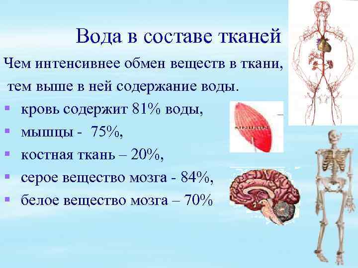 Вода в составе тканей Чем интенсивнее обмен веществ в ткани, тем выше в ней