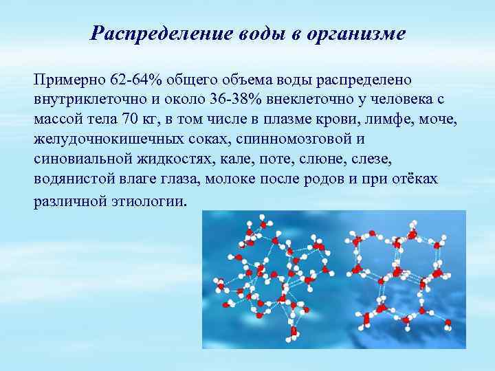 Распределение воды в организме Примерно 62 -64% общего объема воды распределено внутриклеточно и около